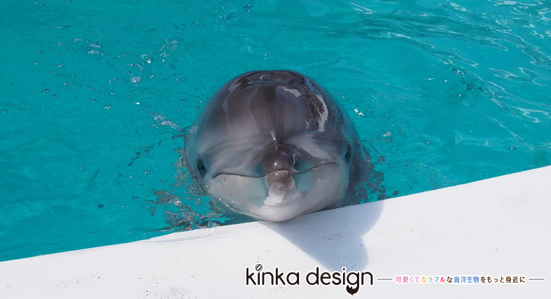 イルカのイラスト 海洋生物のイラストはこの様な思いで描いています 19年版 Kinkadesign 可愛くてカラフルな海洋生物をもっと身近に